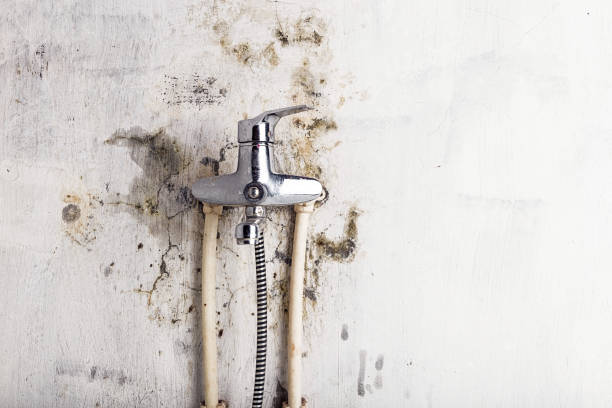 Best Certified Mold Removal  in Lake Bryan, TX