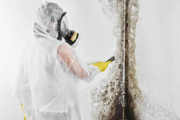 Best Toxic Mold Removal  in Lake Bryan, TX