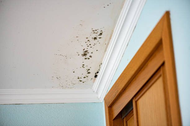 Best Certified Mold Removal  in Lake Bryan, TX