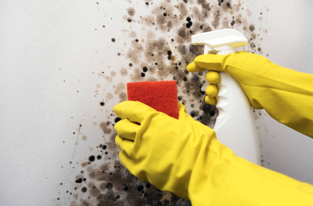 Best Commercial Mold Removal  in Lake Bryan, TX