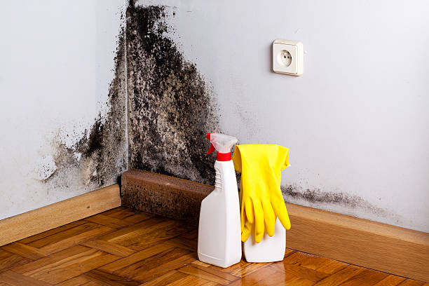 Best Crawl Space Mold Removal  in Lake Bryan, TX