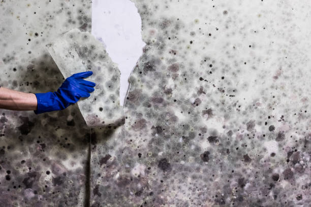 Office Mold Removal Services in Lake Bryan, TX