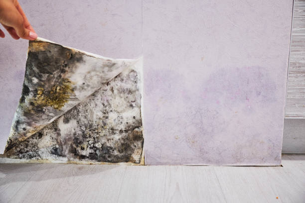 Best Mold Removal and Inspection  in Lake Bryan, TX